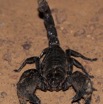 091 BELINGA Arthropode Scorpion Pandinus imperator 11E50IMG_32613wtmk.jpg