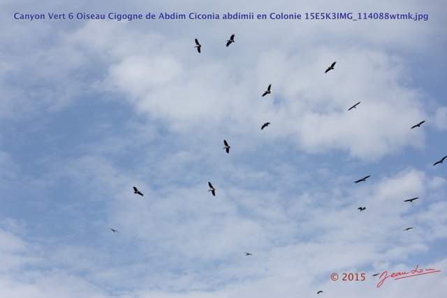 041 Canyon Vert 6 Oiseau Cigogne de Abdim Ciconia abdimii en Colonie 15E5K3IMG_114088wtmk.jpg