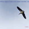 042 Canyon Vert 6 Oiseau Cigogne de Abdim Ciconia abdimii 15E5K3IMG_114089wtmk.jpg