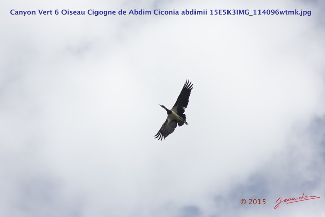047 Canyon Vert 6 Oiseau Cigogne de Abdim Ciconia abdimii 15E5K3IMG_114096wtmk.jpg