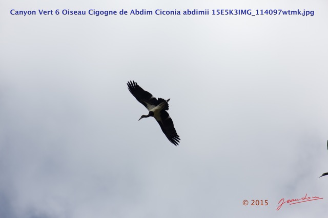 049 Canyon Vert 6 Oiseau Cigogne de Abdim Ciconia abdimii 15E5K3IMG_114097wtmk.jpg