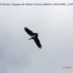 049 Canyon Vert 6 Oiseau Cigogne de Abdim Ciconia abdimii 15E5K3IMG_114097wtmk.jpg