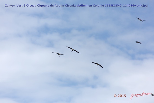051 Canyon Vert 6 Oiseau Cigogne de Abdim Ciconia abdimii en Colonie 15E5K3IMG_114086wtmk.jpg