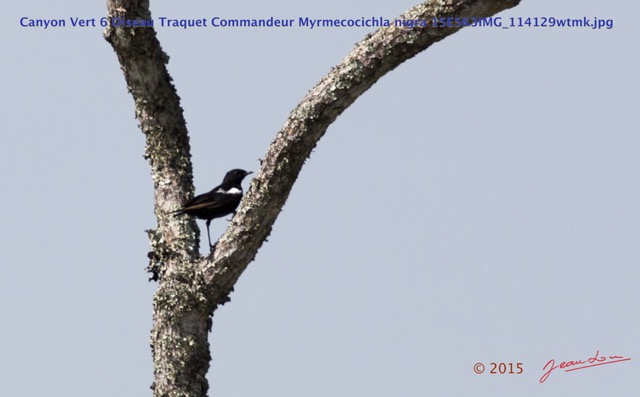 052 Canyon Vert 6 Oiseau Traquet Commandeur Myrmecocichla nigra 15E5K3IMG_114129wtmk.jpg