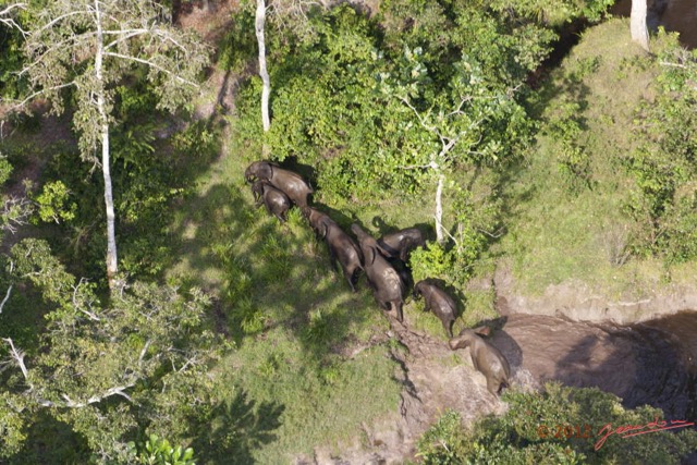 118 Haut-Ogooue Vu du Ciel 4 Bai Mpughu Bandjogo Troupeau Elephants 12E5K2IMG_73810wtmk.jpg