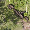 119 Haut-Ogooue Vu du Ciel 4 Bai Mpughu Bandjogo Troupeau Elephants 12E5K2IMG_73810awtmk.jpg
