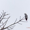 009 LOANGO NDOUGOU Oiseau Perroquet Jaco Psittacus erithacus 12E5K2IMG_77089wtmk.jpg