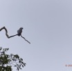 013 LOANGO NDOUGOU Oiseau Perroquet Gris Psittacus erithacus 12E5K2IMG_77116wtmk.jpg
