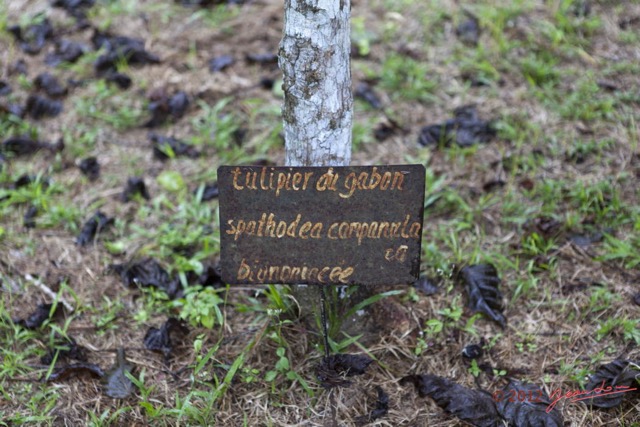 075 LOANGO NDOUGOU Jardin Botanique Arbre Binoniacaea Tulipier du Gabon Spathodea campanulata 12E5K2IMG_77254wtmk.jpg