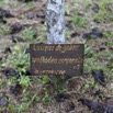 075 LOANGO NDOUGOU Jardin Botanique Arbre Binoniacaea Tulipier du Gabon Spathodea campanulata 12E5K2IMG_77254wtmk.jpg
