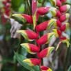078 LOANGO NDOUGOU Jardin Botanique Plante Fleur Rouge et jaune 12E5K2IMG_77260wtmk.jpg
