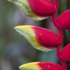 079 LOANGO NDOUGOU Jardin Botanique Plante Fleur Rouge et jaune 12E5K2IMG_77263wtmk.jpg