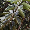 085 LOANGO NDOUGOU Jardin Botanique Arbuste Moracea Ficus elastica Feuilles 12E5K2IMG_77288wtmk.jpg