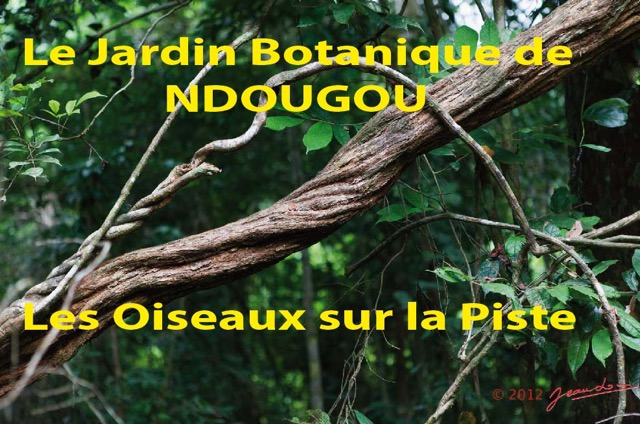 098 Titre Photos Ndougou Oiseau sur la Piste-01.jpg