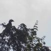 107 LOANGO NDOUGOU Oiseau Calao a Casque Noir Ceratogymna atrata f 12E5K2IMG_77357wtmk.jpg