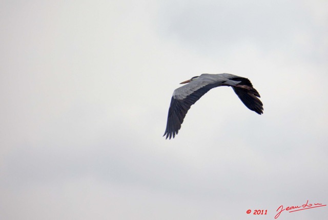 066 AKANDA Oiseau Heron Cendre Ardea cinerea en Vol 11E5K2IMG_65391wtmk.jpg