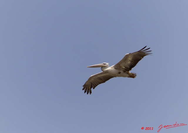 165 AKANDA Moka Oiseau Pelican Pelecanus rufescens en Vol 11E5K2IMG_65781wtmk.jpg