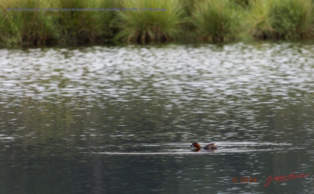 022 PPG Savane Ossere Lac avec Oiseau Canard de Hartlaud Pteronetta hartlaubii 14E5K3IMG_110538awtmk.jpg