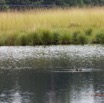 023 PPG Savane Ossere Lac avec Oiseau Canard de Hartlaud Pteronetta hartlaubii 14E5K3IMG_110538wtmk.jpg