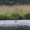 024 PPG Savane Ossere Lac avec Oiseau Canard de Hartlaud Pteronetta hartlaubii 14E5K3IMG_110548wtmk.jpg