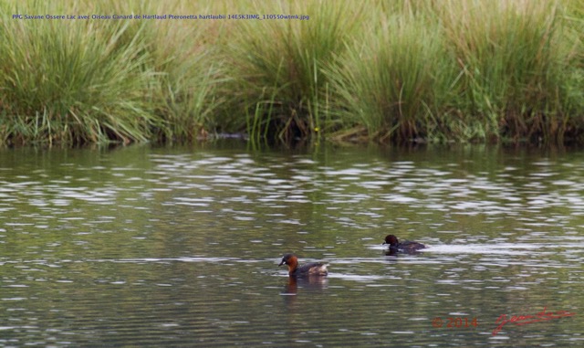 025 PPG Savane Ossere Lac avec Oiseau Canard de Hartlaud Pteronetta hartlaubii 14E5K3IMG_110550wtmk.jpg
