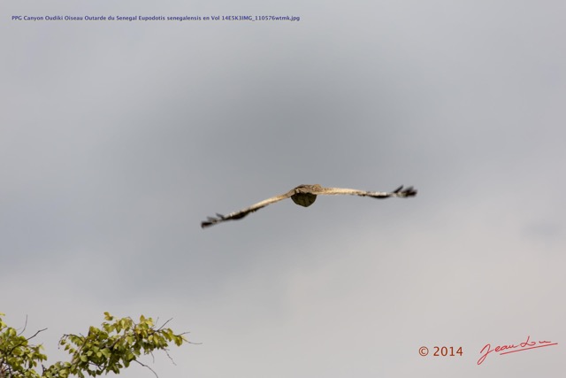 043 PPG Canyon Oudiki Oiseau Outarde du Senegal Eupodotis senegalensis en Vol 14E5K3IMG_110576wtmk.jpg