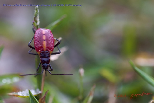 058 PPG Canyon Oudiki Insecte Heteroptera Punaise A 14E5K3IMG_110733wtmk.jpg