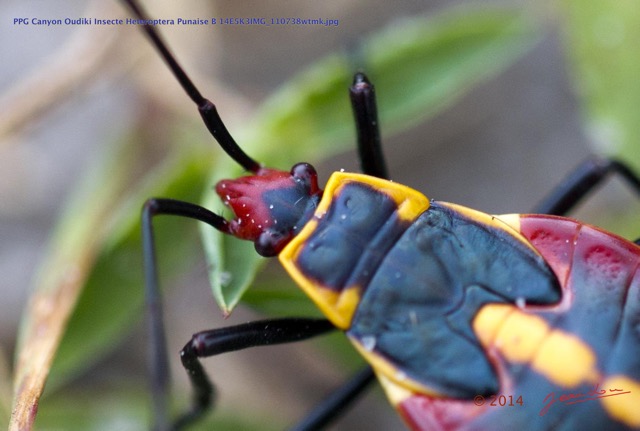 060 PPG Canyon Oudiki Insecte Heteroptera Punaise B 14E5K3IMG_110738wtmk.jpg