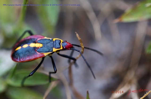 063 PPG Canyon Oudiki Insecte Heteroptera Punaise B 14E5K3IMG_110747wtmk.jpg