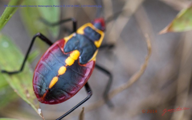 064 PPG Canyon Oudiki Insecte Heteroptera Punaise B 14E5K3IMG_110748wtmk.jpg