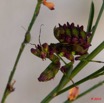 049 La Lope 6 SEGC Insecte Dictyoptera Mantodea Mante Pseudocreobotra wahlbergi Nymphe 10E5K2IMG_61395wtmk.jpg