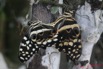 023 LA LOPE Papilio Demodocus Accouplement 7EIMG_9786WTMK.JPG