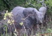 042 LA LOPE Elephant Menacant 7EIMG_9501WTMK.JPG