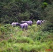 020 La LOPE Famille Elephants 9E5K2IMG_52212wtmk.jpg