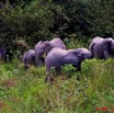 022 La LOPE Famille Elephants 9E5K2IMG_52216wtmk.jpg