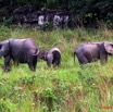 023 La LOPE Famille Elephants 9E5K2IMG_52259wtmk.jpg