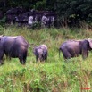 024 La LOPE Famille Elephants 9E5K2IMG_52262wtmk.jpg