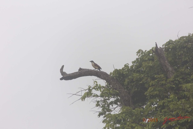 009 LOANGO 2 Akaka Riviere Rembo Ngove Sud le Matin Oiseau Aves Coucal a Nuque Bleue Centropus monacus 15E5K3IMG_107133wtmk.jpg