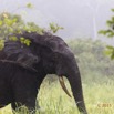 025 LOANGO 2 Akaka Riviere Rembo Ngove Sud Mammalia Proboscidea Elephant Loxodonta africana cyclotis 15E5K3IMG_107189wtmk.jpg