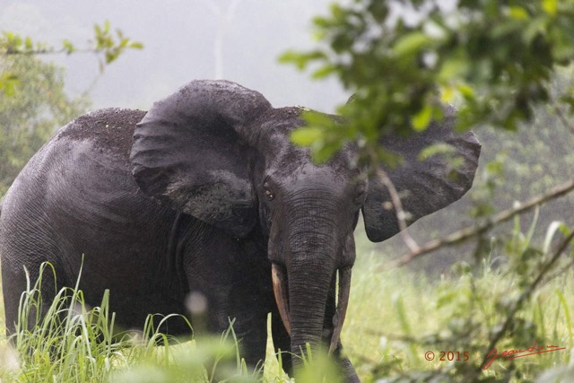 029 LOANGO 2 Akaka Riviere Rembo Ngove Sud Mammalia Proboscidea Elephant Loxodonta africana cyclotis 15E5K3IMG_107199wtmk.jpg