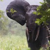 030 LOANGO 2 Akaka Riviere Rembo Ngove Sud Mammalia Proboscidea Elephant Loxodonta africana cyclotis 15E5K3IMG_107202wtmk.jpg