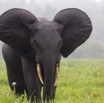 036 LOANGO 2 Akaka Riviere Rembo Ngove Sud Mammalia Proboscidea Elephant Loxodonta africana cyclotis 15E5K3IMG_107221wtmk.jpg