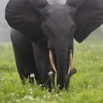 037 LOANGO 2 Akaka Riviere Rembo Ngove Sud Mammalia Proboscidea Elephant Loxodonta africana cyclotis 15E5K3IMG_107223wtmk.jpg