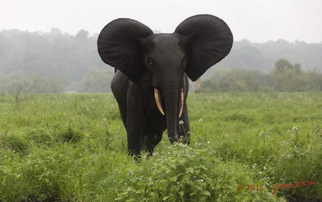 038 LOANGO 2 Akaka Riviere Rembo Ngove Sud Mammalia Proboscidea Elephant Loxodonta africana cyclotis 15E5K3IMG_107225wtmk.jpg