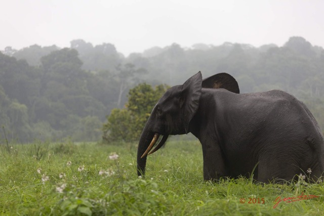 040 LOANGO 2 Akaka Riviere Rembo Ngove Sud Mammalia Proboscidea Elephant Loxodonta africana cyclotis 15E5K3IMG_107233wtmk.jpg