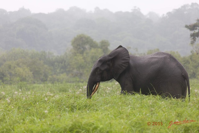 041 LOANGO 2 Akaka Riviere Rembo Ngove Sud Mammalia Proboscidea Elephant Loxodonta africana cyclotis 15E5K3IMG_107238wtmk.jpg