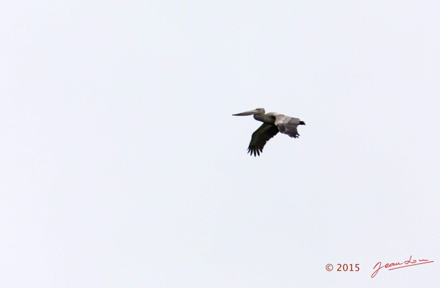 051 LOANGO 2 Akaka Riviere Rembo Ngove Sud Oiseau Aves Pelican Gris Pelecanus rufescens 15E5K3IMG_107275wtmk.jpg