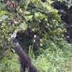 062 LOANGO 2 Akaka Riviere Rembo Ngove Sud Oiseau Aves Alcyon Pie Ceryle rudis 15E5K3IMG_107309wtmk.jpg