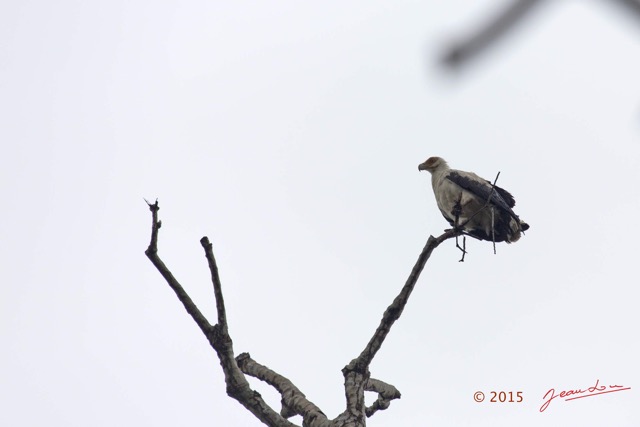 068 LOANGO 2 Akaka Riviere Rembo Ngove Sud Oiseau Aves Palmiste Africain Gypohierax angolensis 15E5K3IMG_107328wtmk.jpg
