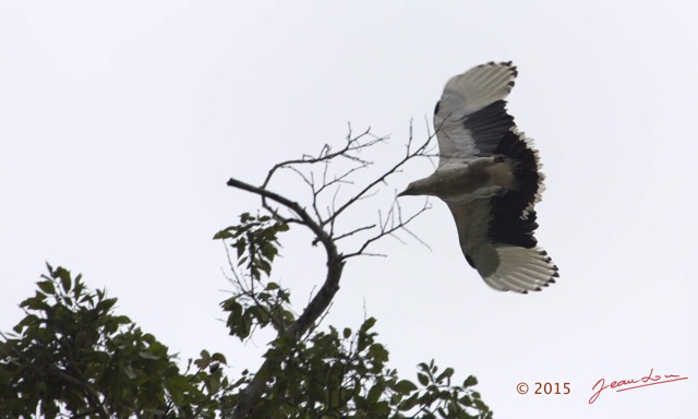 070 LOANGO 2 Akaka Riviere Rembo Ngove Sud Oiseau Aves Palmiste Africain Gypohierax angolensis en Vol 15E5K3IMG_107330wtmk.jpg